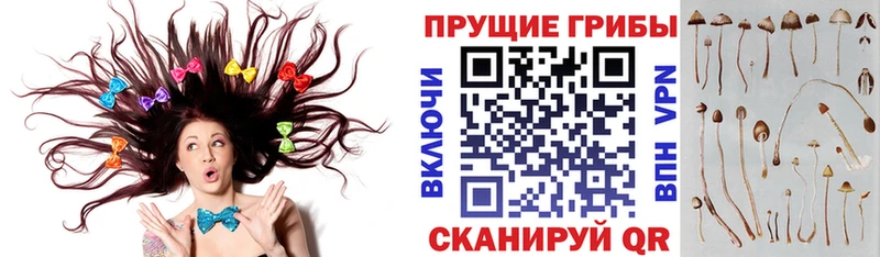 что такое наркотик  Железногорск-Илимский  Галлюциногенные грибы MAGIC MUSHROOMS 